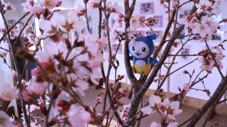鴨島公民館に飾った桜